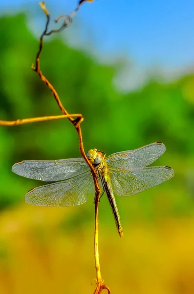 Makro Çekimler Güzel Doğa Sahnesi Yusufçuk Sineği — Stok fotoğraf