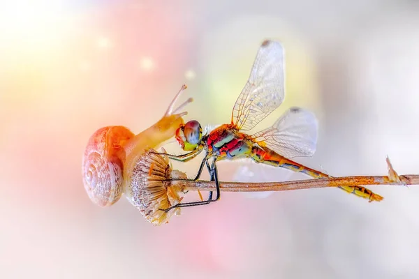 Makro Çekimler Güzel Doğa Sahnesi Yusufçuk Sineği — Stok fotoğraf