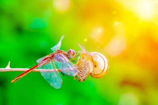 Macro Felvételek Gyönyörű Természet Jelenet Szitakötő — Stock Fotó