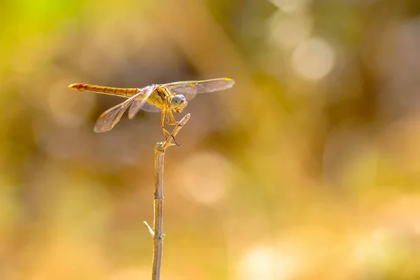Macro Shots Beautiful Nature Scene Dragonfly — Stock Photo, Image