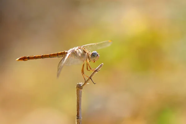 Makroaufnahmen Schöne Naturszene Libelle — Stockfoto