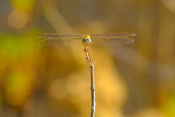 Makro Záběry Krásná Příroda Scéna Vážky — Stock fotografie