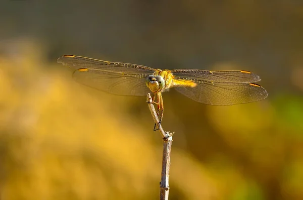 Makro Záběry Krásná Příroda Scéna Vážky — Stock fotografie