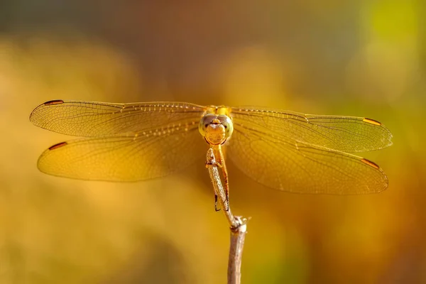 Makro Záběry Krásná Příroda Scéna Vážky — Stock fotografie