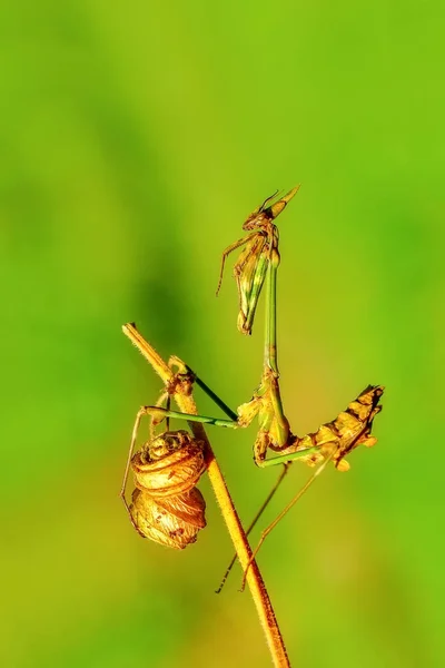 一对漂亮的欧洲螳螂 Mantis Religiosa 的特写 — 图库照片