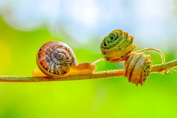 Beau Escargot Dans Jardin — Photo