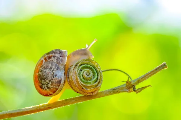 Beautiful Snail Garden — Stock Photo, Image