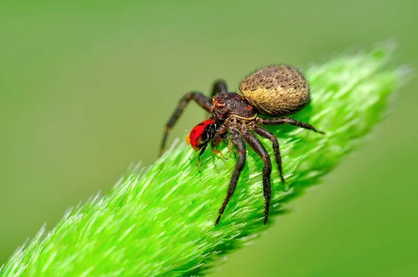 Yenge Rmcek Aranha Caranguejo Goldenrod Festejando Mosca Macro Foto — Fotografia de Stock