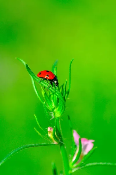 Beautiful Ladybug Leaf Defocused Background — Stock Photo, Image