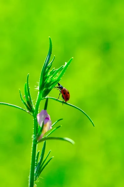 葉に美しいてんとう虫デフォーカス背景 — ストック写真