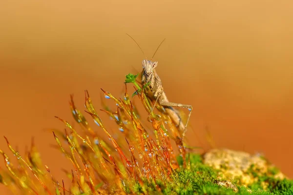 Mants Close Pair Beautiful European Mantis Mantis Religiosa — Stock Photo, Image