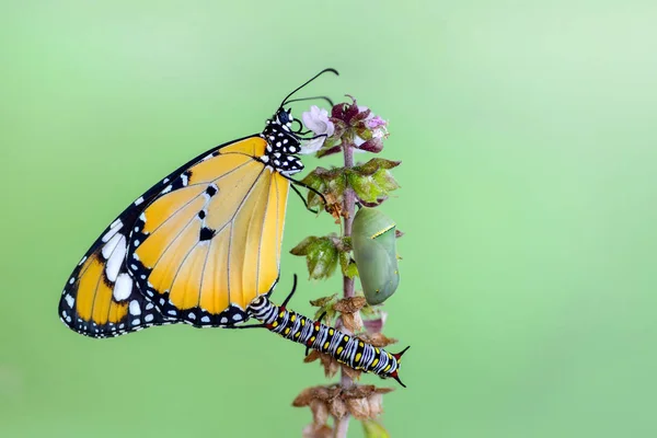 Pupae와 됩니다 나비의 — 스톡 사진