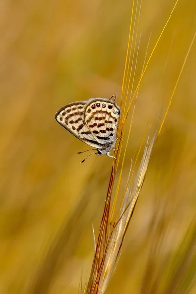 Closeup Beautiful Butterfly Sitting Flower — Stock Photo, Image