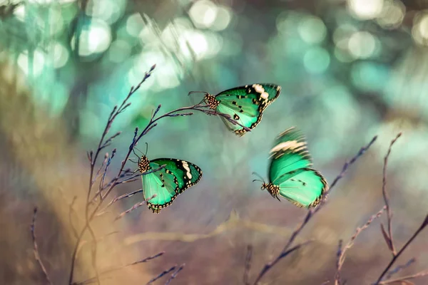 Gros Plan Beaux Papillons Danaus Chrysippus — Photo