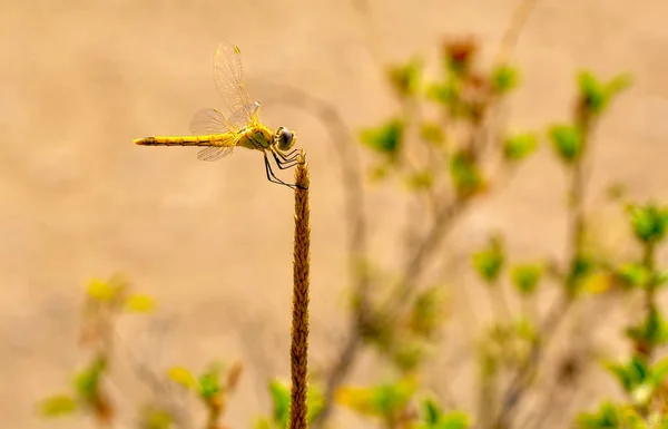 Macro Shots Prachtige Natuur Scene Libelle — Stockfoto