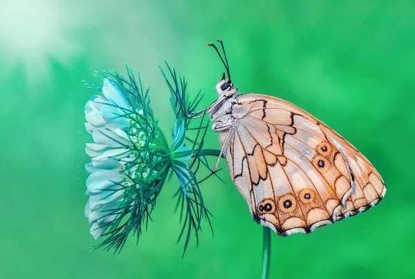 Крупный План Красивая Бабочка Сидит Цветке — стоковое фото