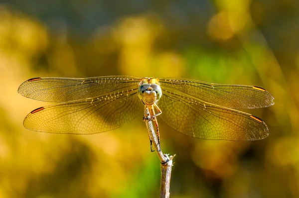 Makro Záběry Krásná Příroda Scéna Vážky — Stock fotografie