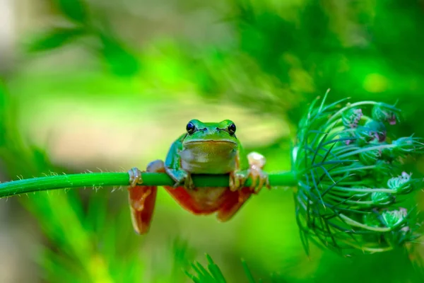 美しい Europaean ツリー蛙アマガエル アルボレーア ストック イメージ — ストック写真