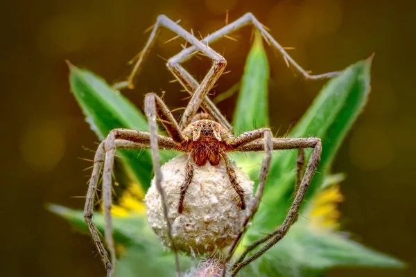 Vackra Spindel Spider Web Stock Bild — Stockfoto