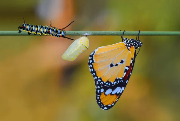 Suspende Una Granja Mariposas Pupas Capullos Transformación Conceptual Mariposa — Foto de Stock