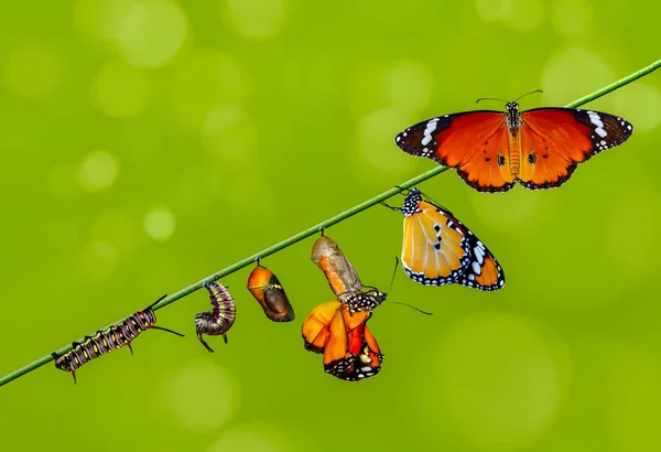 Zawieszone Farmy Motyli Poczwarki Kokonów Koncepcja Transformacji Motyla — Zdjęcie stockowe