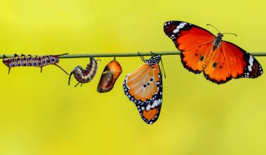 Kelebekler, Pupa ve Koza için bir çiftlik askıya. Kelebek kavramı dönüşümü