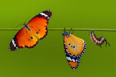 Kelebekler, Pupa ve Koza için bir çiftlik askıya. Kelebek kavramı dönüşümü