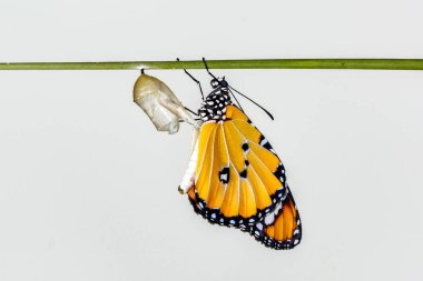 Muhteşem an, Monarch kelebek, caterpillar, pupa ve kırpma yolu ile ortaya çıkan