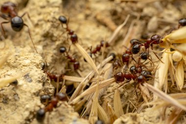 Güzel kırmızı karıncanın güçlü çeneleri