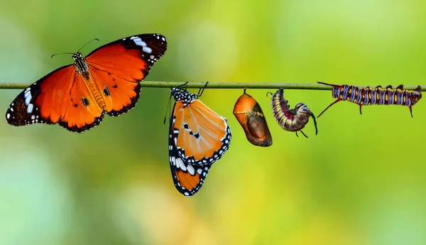 Una Fattoria Farfalle Pupe Bozzoli Sono Sospesi Concetto Trasformazione Butterfly — Foto Stock