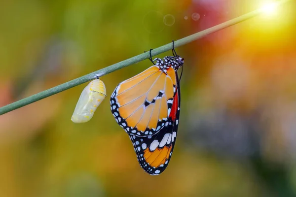 Farm Butterflies Pupae Cocoons Suspended Concept Transformation Butterfly — Stock Photo, Image