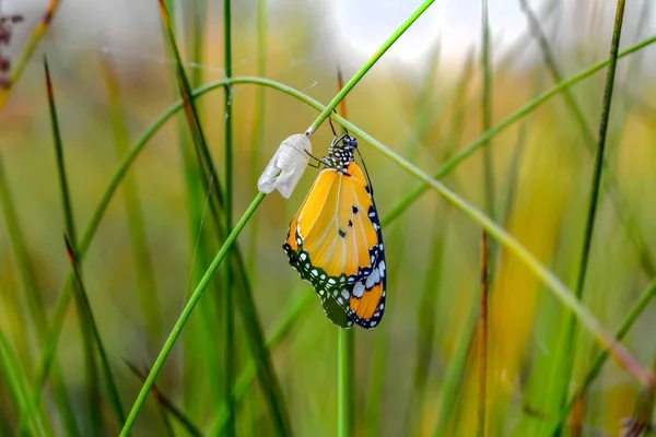 Suspende Una Granja Mariposas Pupas Capullos Transformación Conceptual Mariposa — Foto de Stock