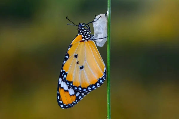 Closeup Prachtige Vlinder Zit Bloem — Stockfoto