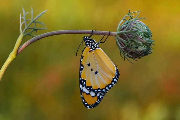 Nahaufnahme Schöner Schmetterling Auf Blume Sitzend — Stockfoto