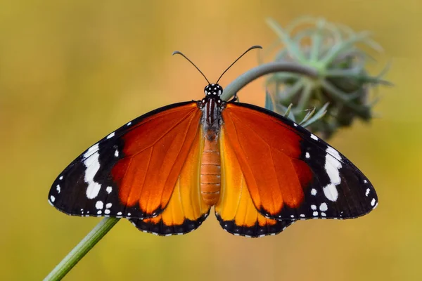 Gros Plan Beau Papillon Assis Sur Fleur — Photo