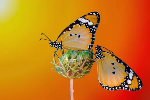 Primer Plano Hermosa Mariposa Sentada Flor — Foto de Stock