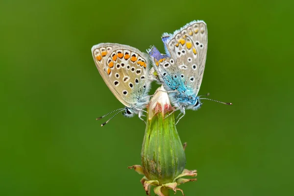 Gros Plan Beau Papillon Assis Sur Fleur — Photo