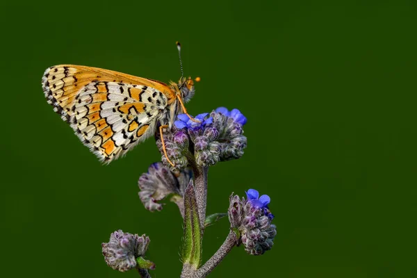 Closeup Prachtige Vlinder Zit Bloem — Stockfoto