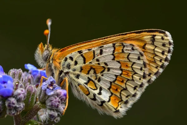 Closeup Beautiful Butterfly Sitting Flower — Stock Photo, Image