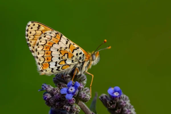 Closeup Krásný Motýl Sedí Květ — Stock fotografie