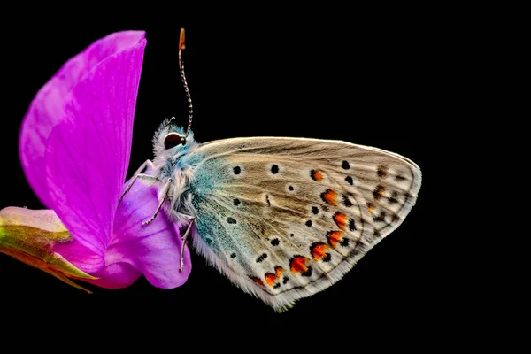 Primer Plano Hermosa Mariposa Sentada Flor —  Fotos de Stock