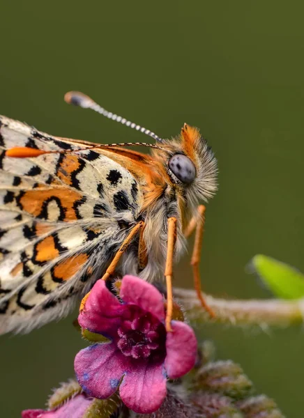 Closeup Krásný Motýl Sedí Květ — Stock fotografie