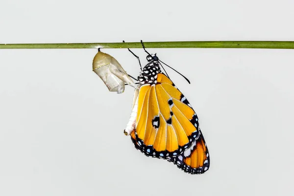 Csodálatos Pillanat Monarch Butterfly Caterpillar Báb Vágógörbe Feltörekvő — Stock Fotó