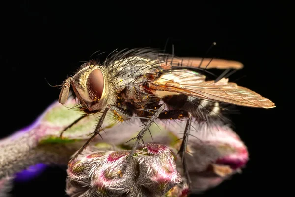 Macro Tiro Uma Mosca — Fotografia de Stock