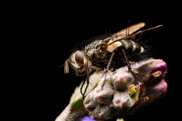 Makro Snímek Mouchu — Stock fotografie