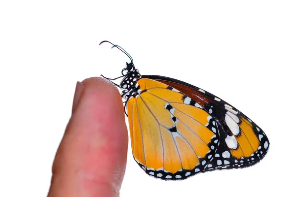 白い背景で隔離の女性の指に美しい蝶 — ストック写真