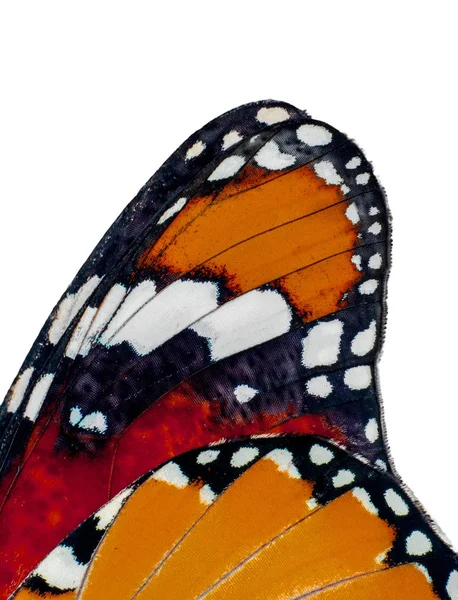 Macro Extrême Papillon Aile Arrière Plan Danaus Chrysippus — Photo