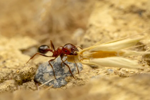 Beautiful Strong Jaws Red Ant Close — Stock Photo, Image