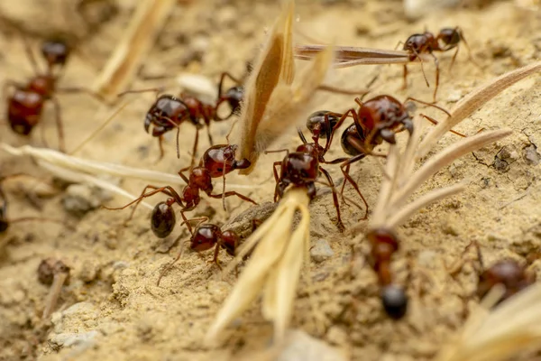 Beautiful Strong Jaws Red Ant Close — Stock Photo, Image