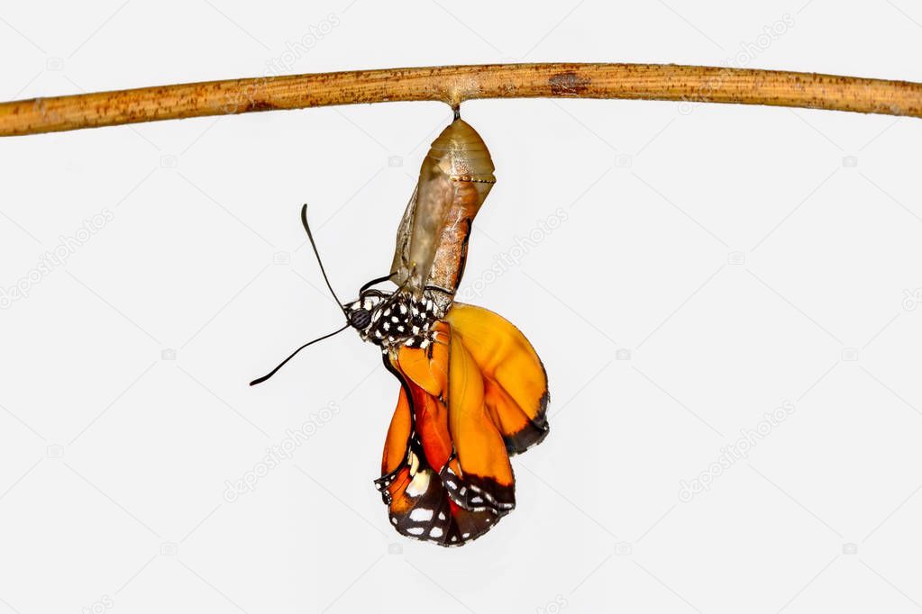Amazing moment ,Monarch Butterfly , caterpillar, pupa and emerging with clipping path
